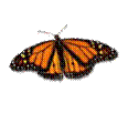 Butterfly Butterfly